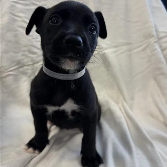A baby small-sized female Shepherd dog named Leaf for adoption in Long Beach, CA
