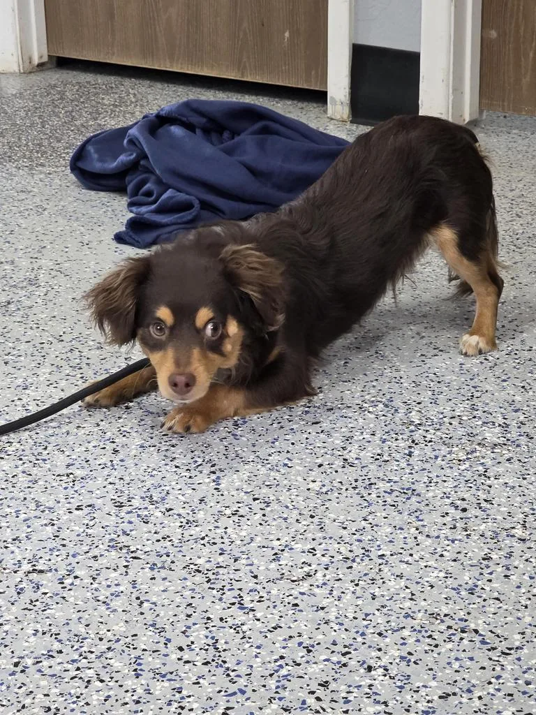 A young small-sized male Dachshund dog named Derpy for adoption in Holbrook, AZ