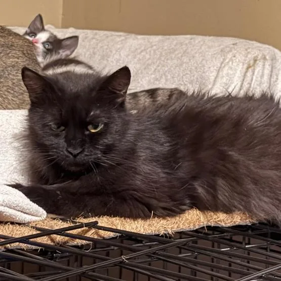 A young small-sized female Black Domestic Long Hair cat named Astra Lichens for adoption in Woodstock, VA