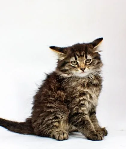 A baby small-sized female Domestic Long Hair cat named Ralfette for adoption in Morton Grove, IL