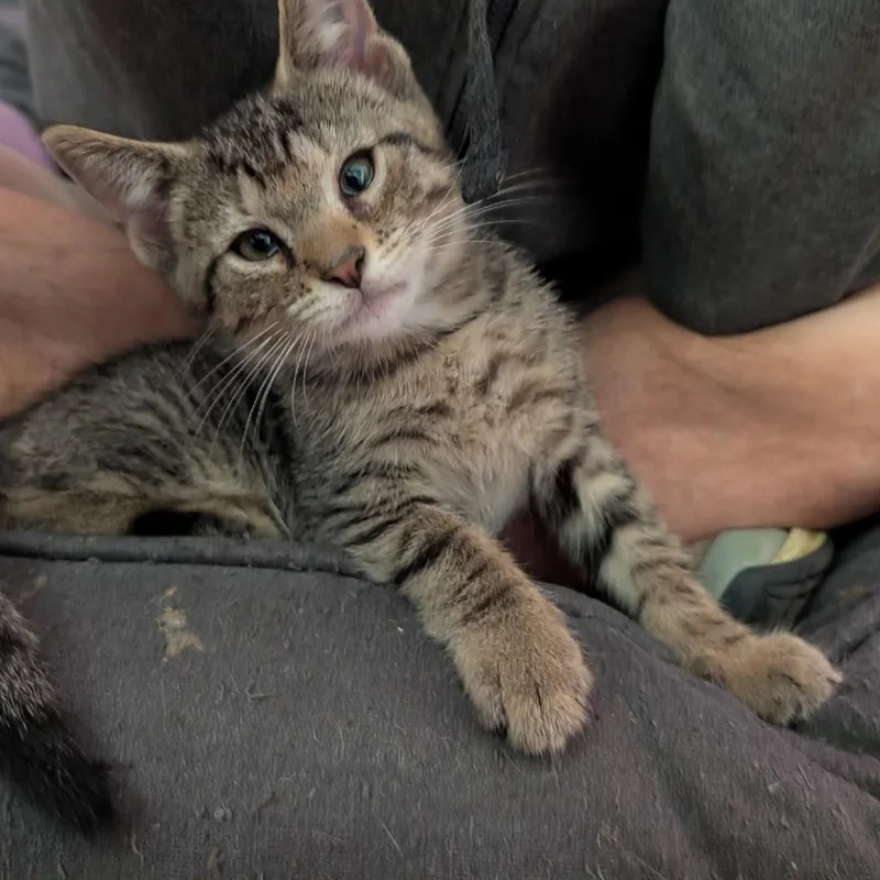 A baby small-sized male Gray / Blue / Silver Domestic Short Hair cat named Fuhrman for adoption in Reisterstown, MD