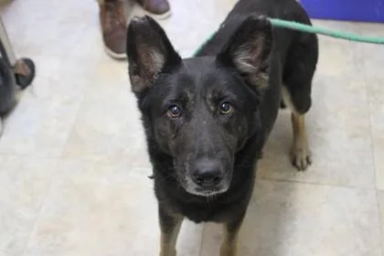 An adult medium-sized female German Shepherd Dog dog named Anika for adoption in Picayune, MS
