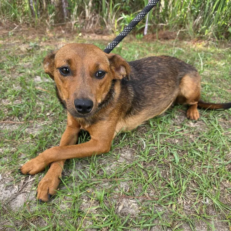 Heidi
