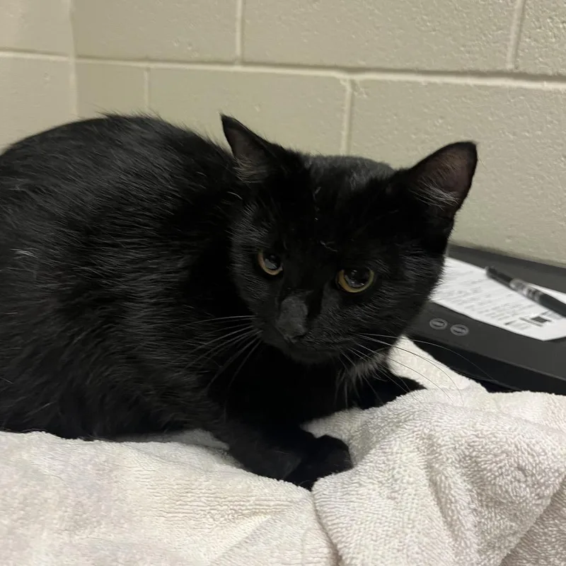 An adult medium-sized female Domestic Short Hair cat named Pomona: Visit me at for adoption in Bristol, IN
