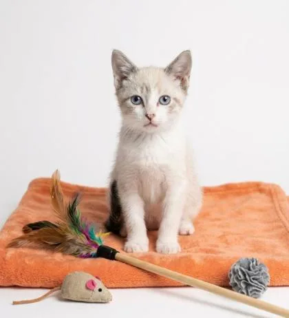 A baby small-sized female Siamese cat named Pearl for adoption in Cumming, GA