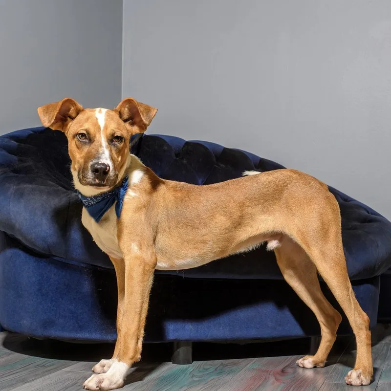 A young medium-sized male Yellow / Tan / Blond / Fawn Shepherd dog named Kidd for adoption in Weatherford, TX