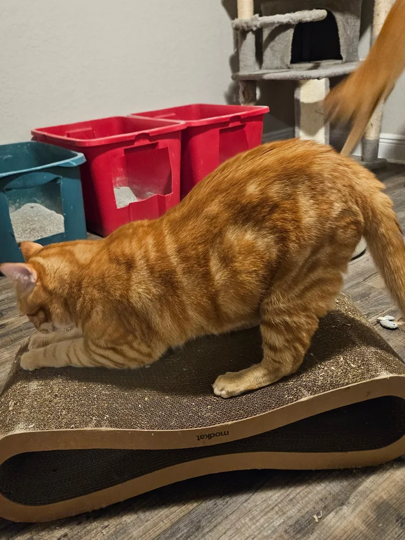 An adult extra large-sized male Orange & White Domestic Short Hair cat named Obie for adoption in Intercession city , FL