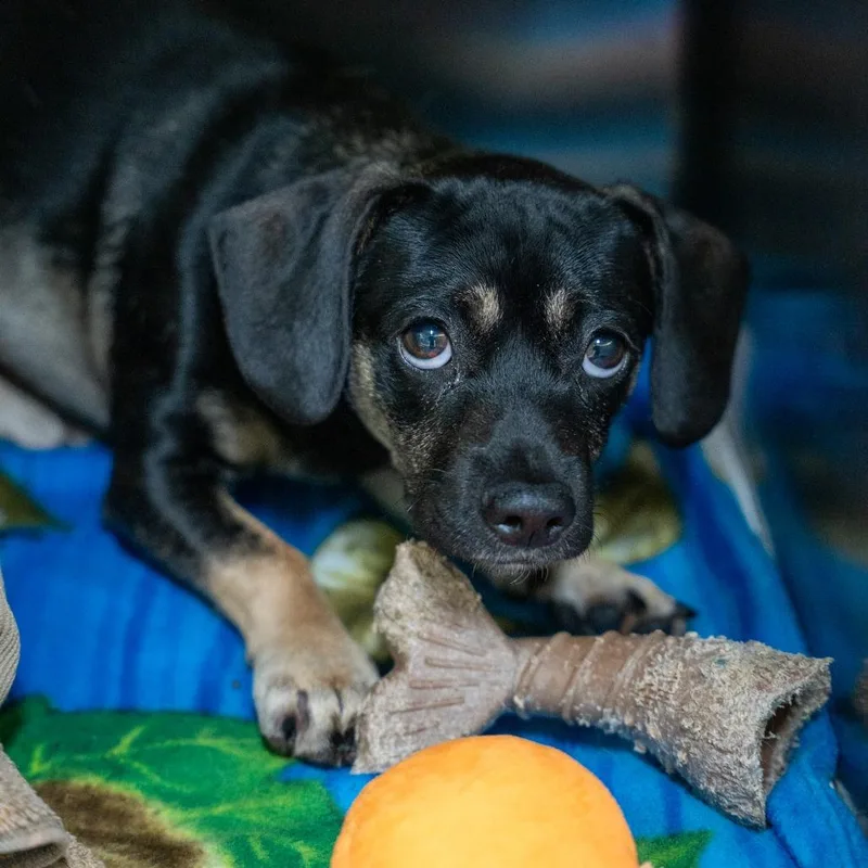 An adult small-sized male Black Terrier dog named Justin for adoption in Gainesville, GA