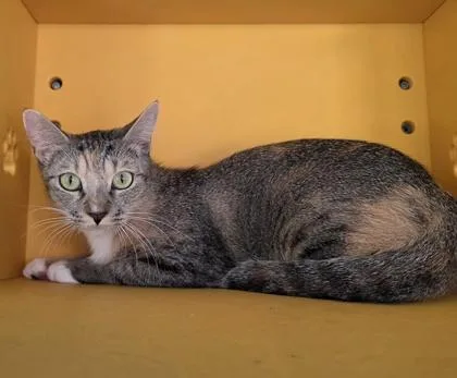 An adult small-sized female Domestic Short Hair cat named Miss Peaches for adoption in Honolulu, HI