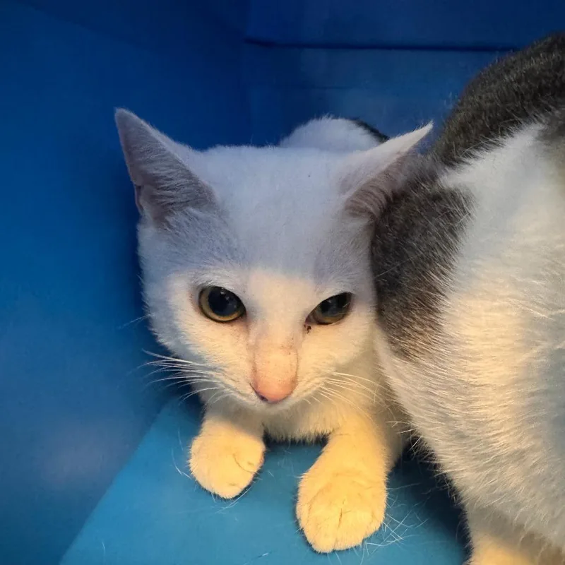 An adult small-sized male White Domestic Short Hair cat named Snowball for adoption in Columbus, GA