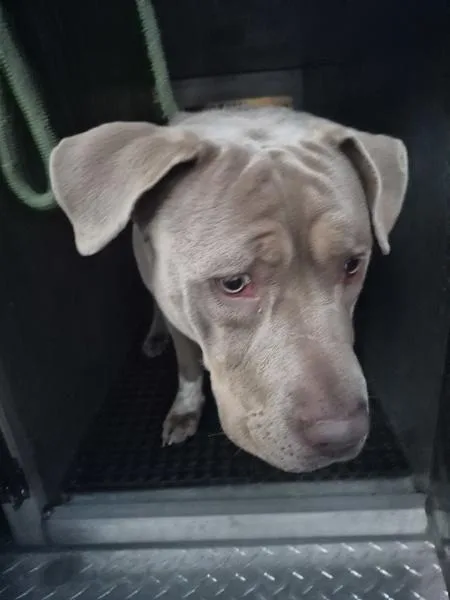 A young large-sized female Pit Bull Terrier dog named Pen Luna for adoption in Lawrenceville, GA