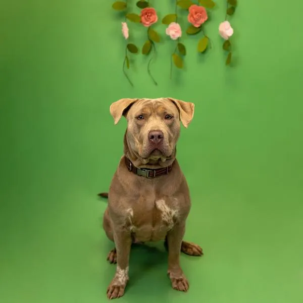 Pen  Luna thumbnail 2