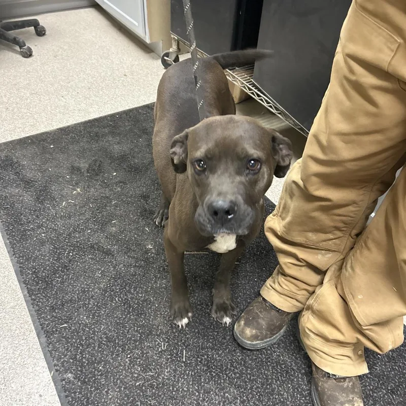 An adult medium-sized female Black Boxer dog named Coco for adoption in Lewisburg, WV