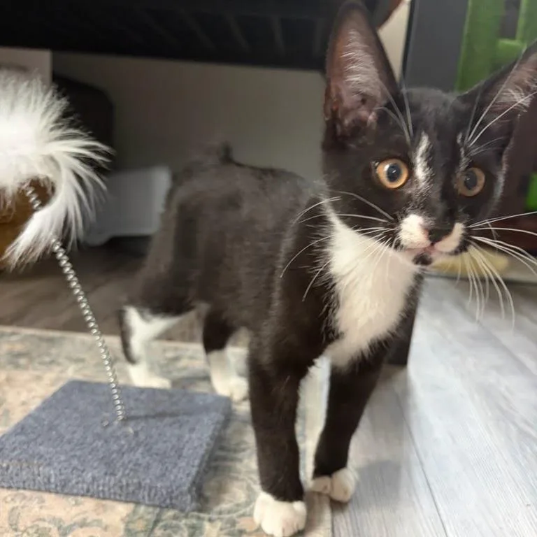 A baby small-sized male Domestic Short Hair cat named Bear for adoption in Williston, FL