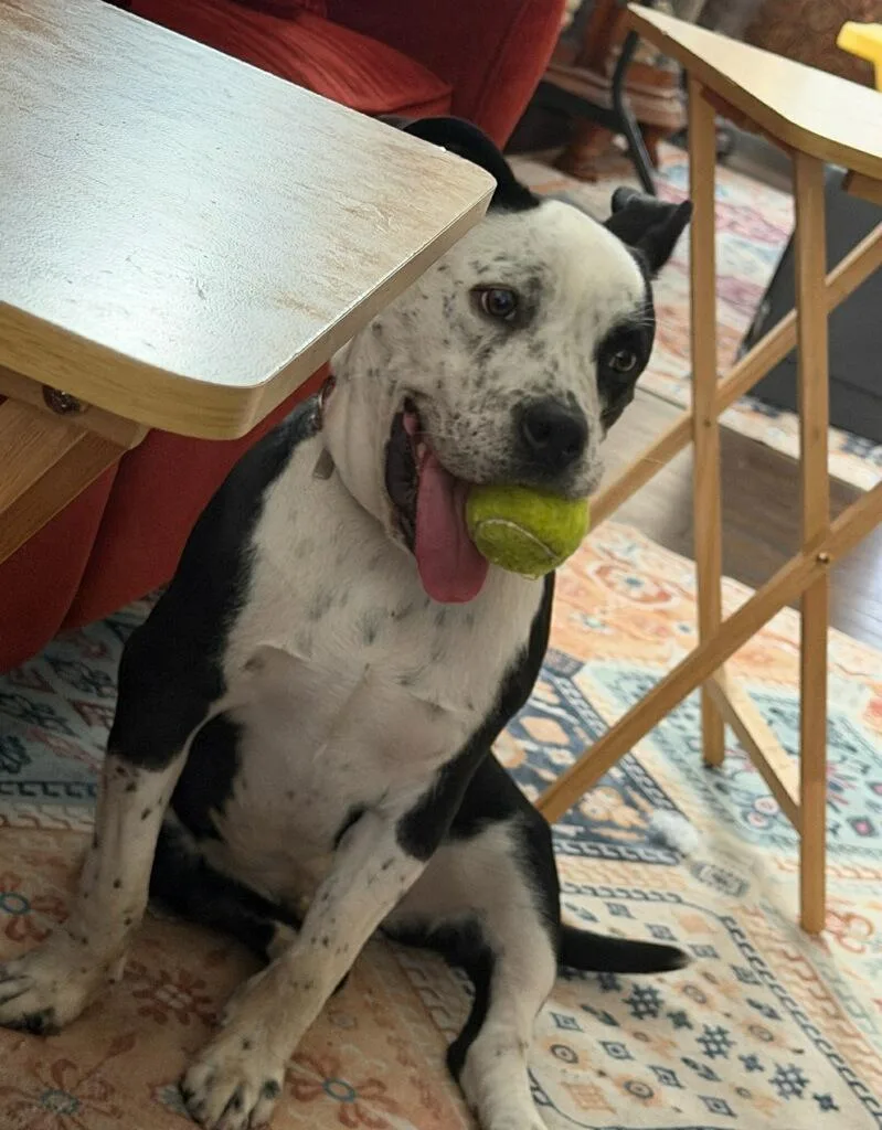 A young medium-sized male Black Pit Bull Terrier dog named Fidget for adoption in Torrance, CA