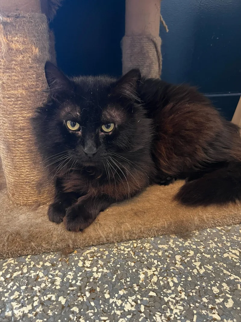 An adult medium-sized male Black Domestic Long Hair cat named Radon for adoption in North Haven, CT