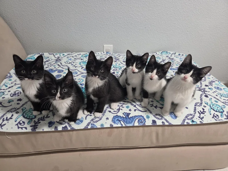 A baby small-sized female Black & White / Tuxedo Domestic Short Hair cat named Apple for adoption in Indianapolis, IN