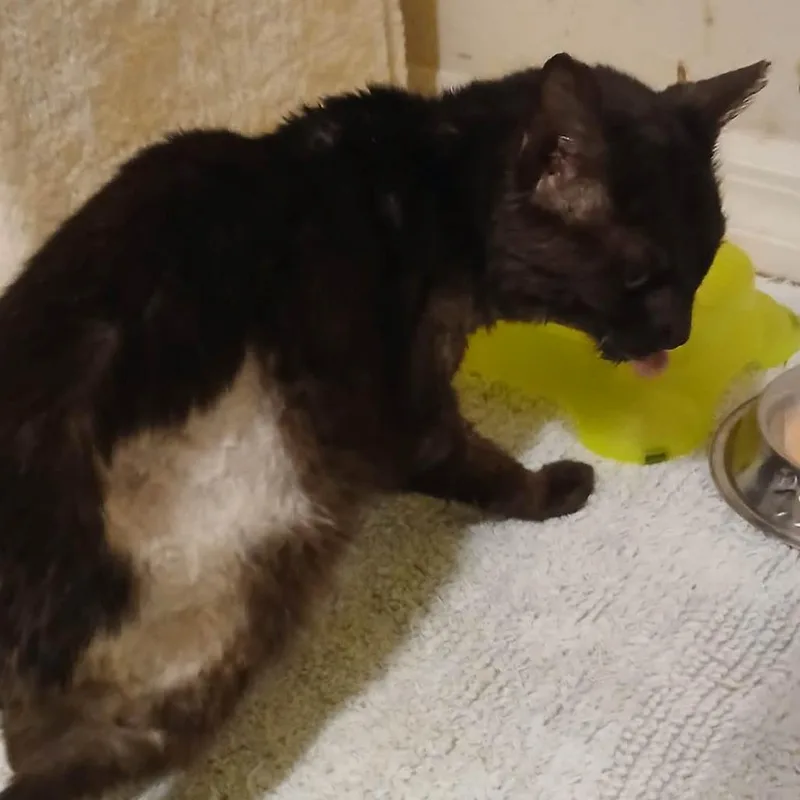 A senior medium-sized male Black Domestic Short Hair cat named Mr Latte for adoption in Gainesville, FL