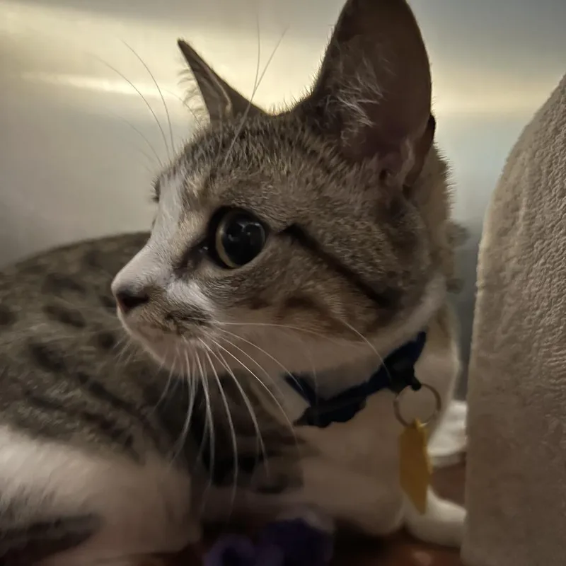 A young medium-sized female White Domestic Short Hair cat named Lexi for adoption in Springfield, MA