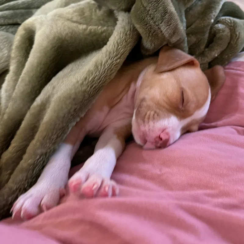 A baby medium-sized male Yellow / Tan / Blond / Fawn Pit Bull Terrier dog named Justice for adoption in Austin, TX