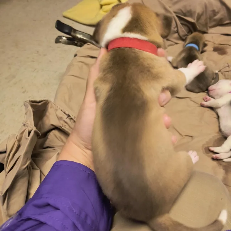 Justice thumbnail 4