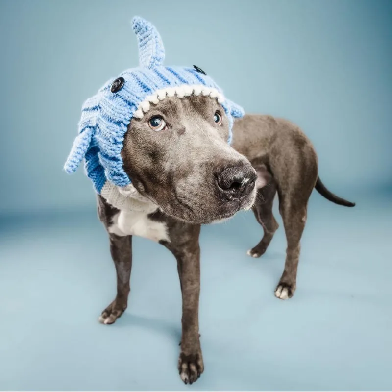 Scuba Steve thumbnail 2