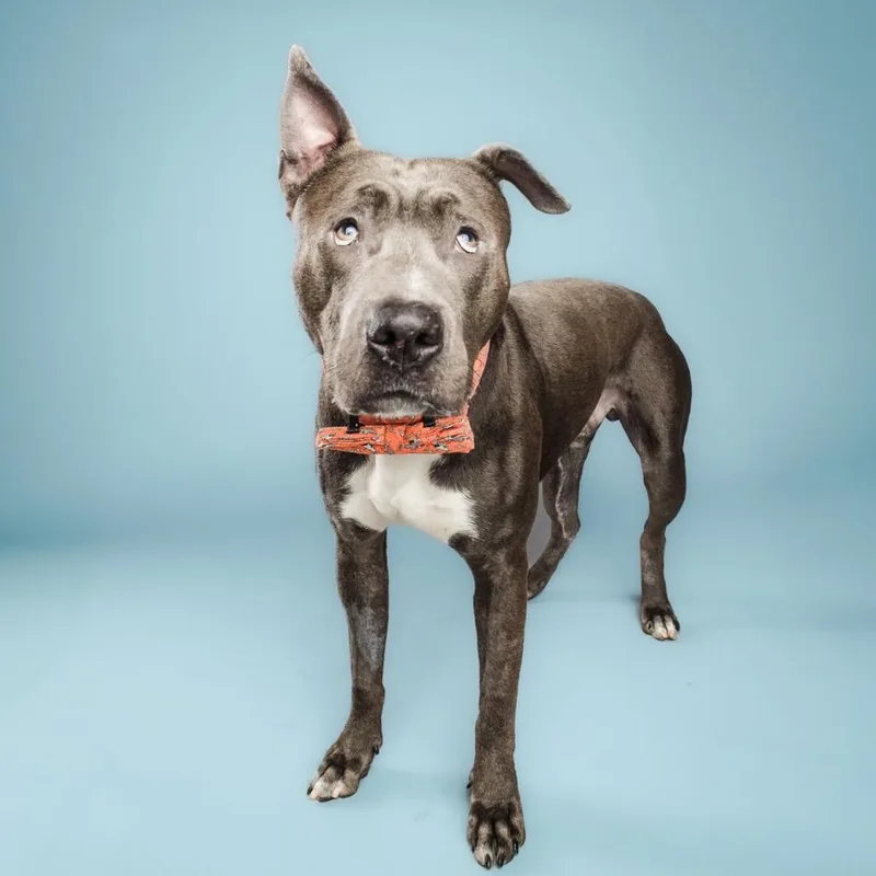 Scuba Steve thumbnail 3