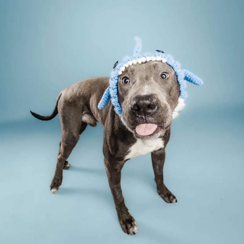 Scuba Steve thumbnail 4