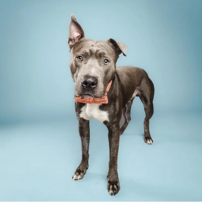 Scuba Steve thumbnail 5