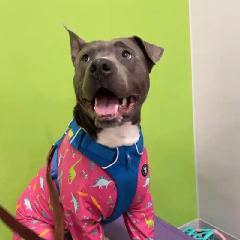 Scuba Steve thumbnail 6