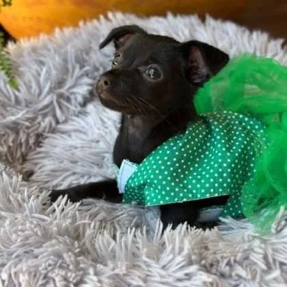 A baby small-sized female Black Chihuahua dog named Juniper for adoption in Justin, TX