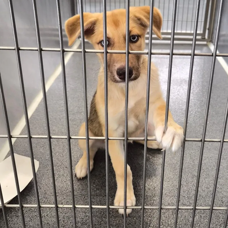A baby medium-sized female Yellow / Tan / Blond / Fawn Husky dog named Hazelnut for adoption in Montgomery, AL