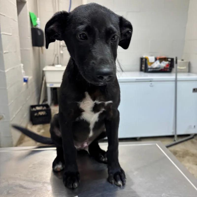 A baby small-sized male Black Terrier dog named Freddy for adoption in Clanton, AL