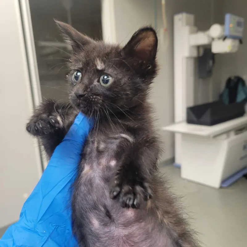 A baby small-sized female Tortoiseshell Domestic Short Hair cat named Menonita for adoption in Westminster, CA