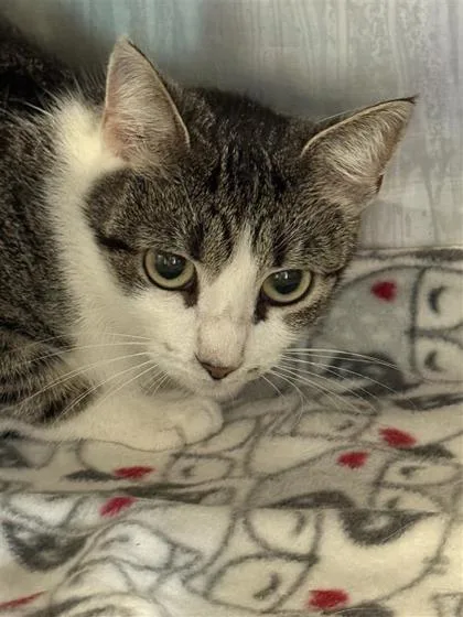 An adult medium-sized female Domestic Short Hair cat named Tiger for adoption in Largo, FL