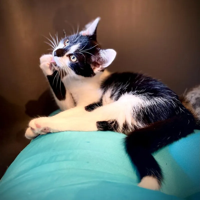A young medium-sized male Domestic Short Hair cat named Murphy for adoption in Stokesdale, NC