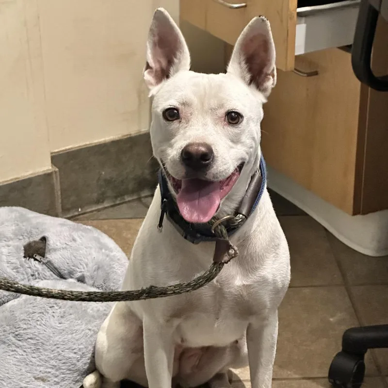 An adult medium-sized female White / Cream Mixed Breed dog named Coconut for adoption in Chattanooga, TN
