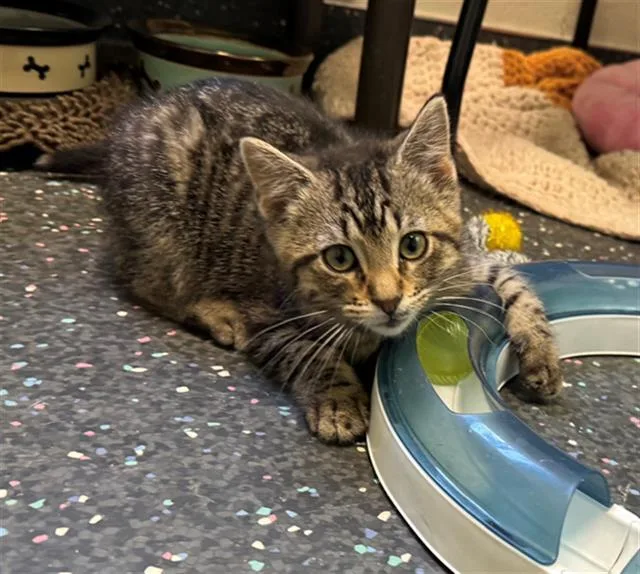 A baby medium-sized male Domestic Short Hair cat named Henry for adoption in Peoria, IL