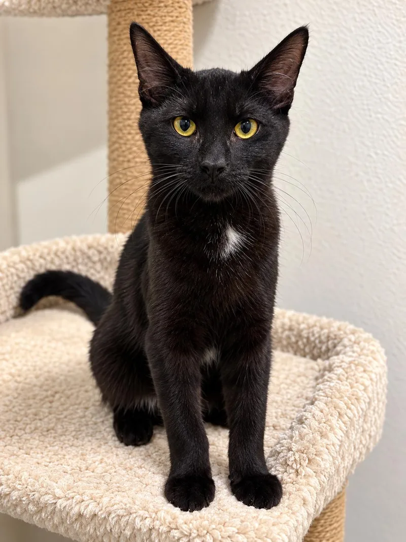 A young medium-sized male Domestic Short Hair cat named Bam Bam for adoption in Rio Linda, CA