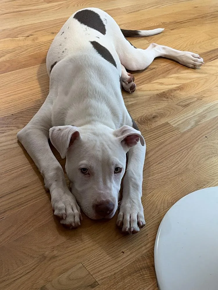 A baby medium-sized male Pit Bull Terrier dog named Ghost for adoption in Lafayette, CO