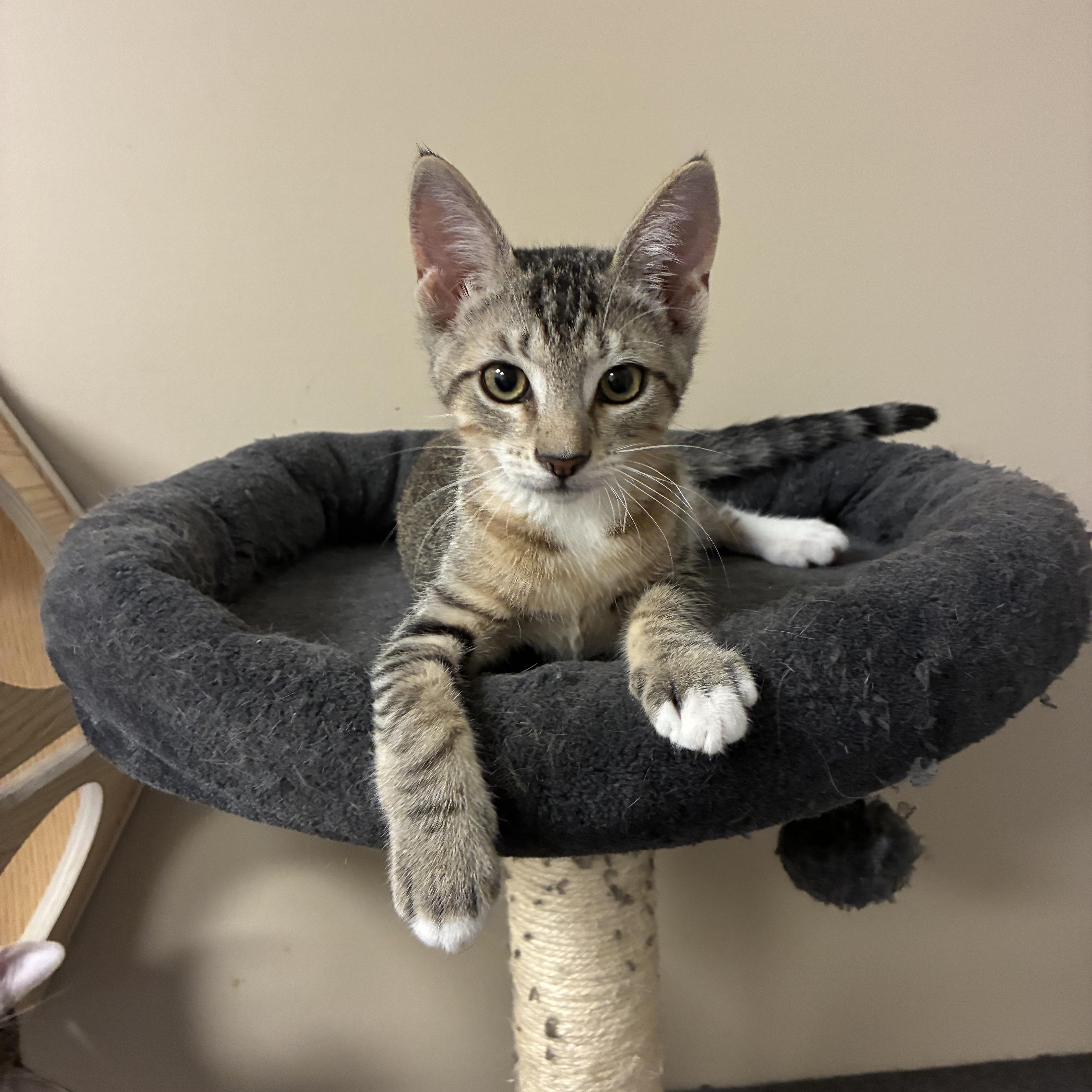 A baby small-sized male Domestic Short Hair cat named Socks for adoption in queen creek, AZ