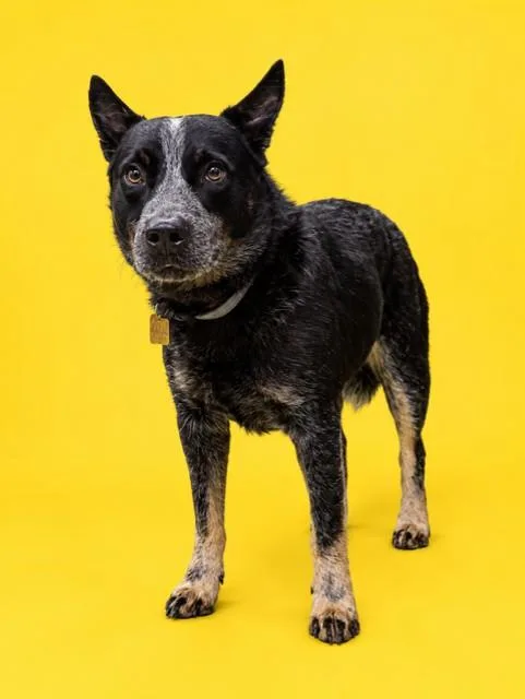 A young medium-sized male Australian Cattle Dog / Blue Heeler dog named Blue Dingo for adoption in Miami, FL