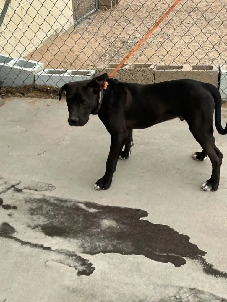 A baby medium-sized male Labrador Retriever dog named Wizard for adoption in California City, CA