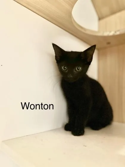 Wonton thumbnail 2