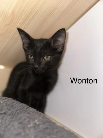 Wonton thumbnail 3