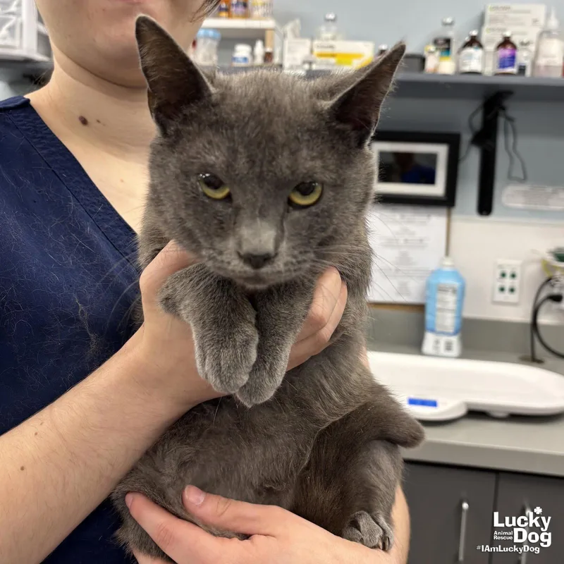 An adult medium-sized male Gray / Blue / Silver Domestic Short Hair cat named Rigatoni for adoption in Washington, DC
