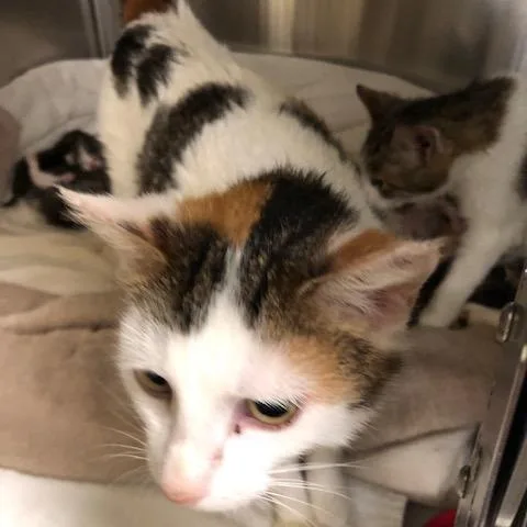 An adult medium-sized female Calico Domestic Short Hair cat named Biscuit for adoption in Novelty, OH