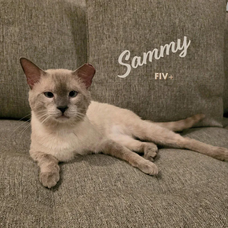 An adult medium-sized male Buff / Tan / Fawn Siamese cat named Sammy soulfulbabyblueeyes for adoption in Houston, TX