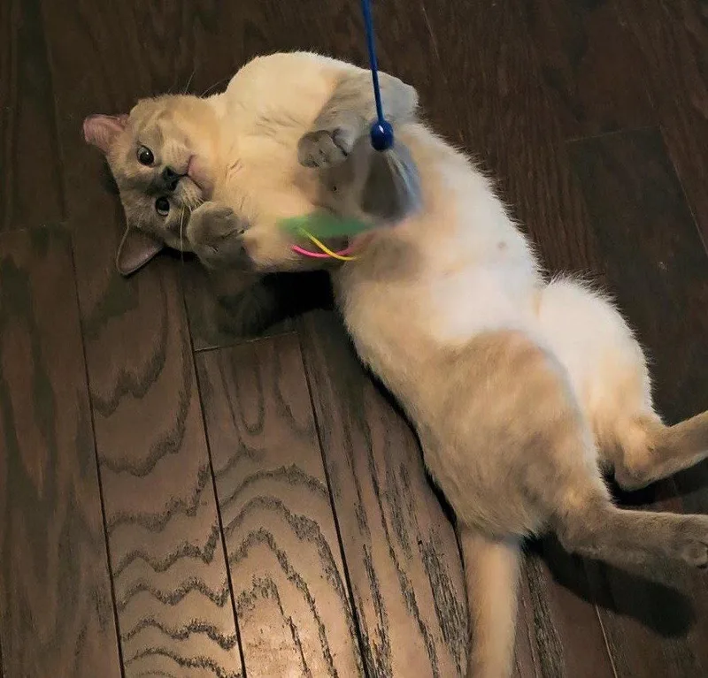Sammy soulfulbabyblueeyes thumbnail 2