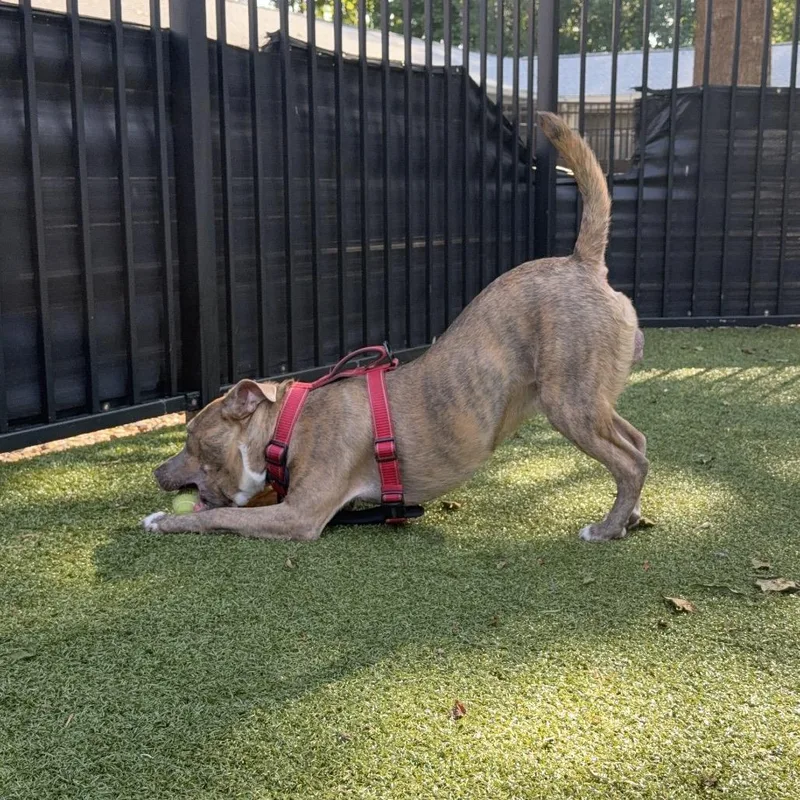 A young medium-sized male Brown / Chocolate Chocolate Labrador Retriever dog named Paulie for adoption in Charlottesville, VA